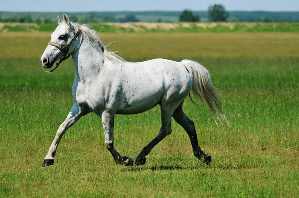 フィールドの周りギャロッピングの白い馬 — ストック写真