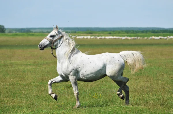 Stallion running across the field — Stock Photo, Image