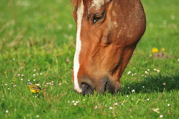 Cavalo e pássaro na grama — Fotografia de Stock