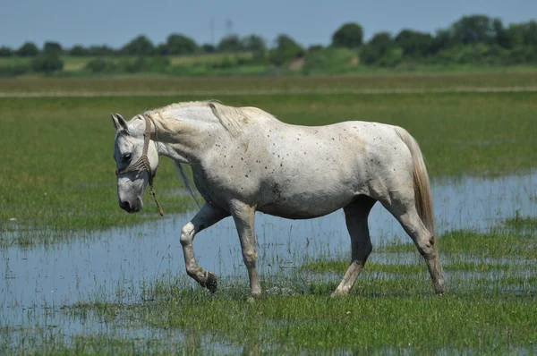 Білий кінь кружляє навколо поля — стокове фото