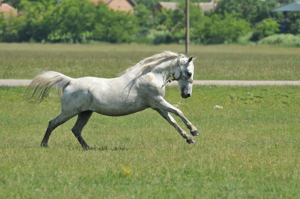Cavalo branco galopando ao redor do campo — Fotografia de Stock