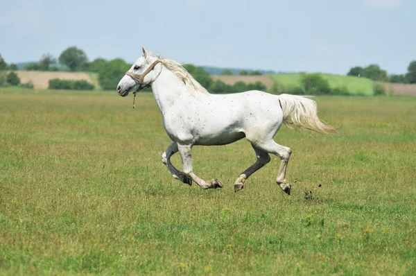 Λευκό άλογο τρέχοντας στο πράσινο πλαίσιο — Φωτογραφία Αρχείου