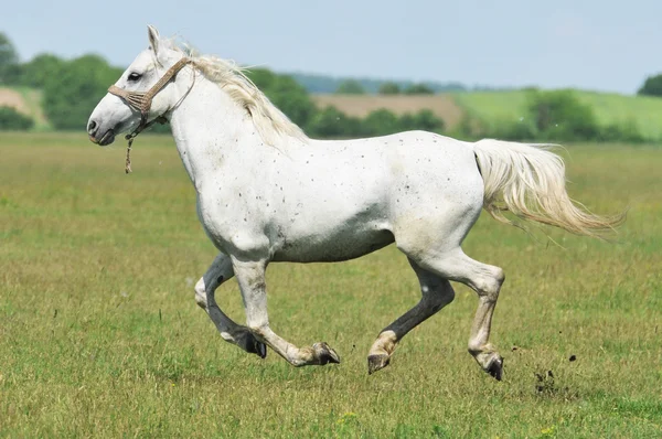Cavalo branco correndo na caixa verde — Fotografia de Stock