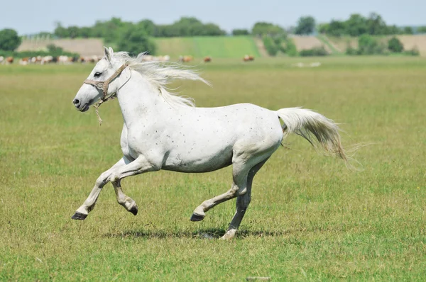 Bílý kůň tryskem po pole — Stock fotografie