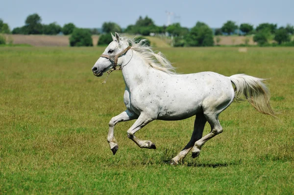 Cavallo bianco galoppare intorno al campo — Foto Stock