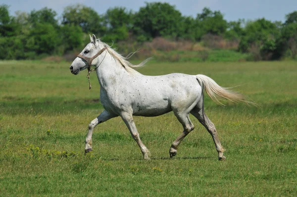 Λευκό άλογο τρέχοντας στο πράσινο πλαίσιο — Φωτογραφία Αρχείου