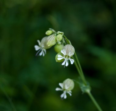 Bladder Campion clipart