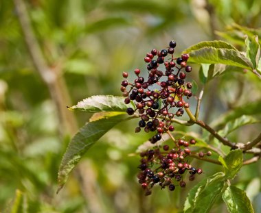 Elderberries olgunlaşma