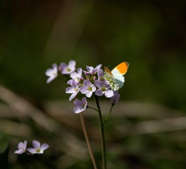 Orange-tip butterfly clipart