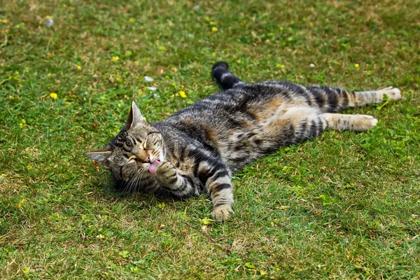 stock image Tabby cat washing