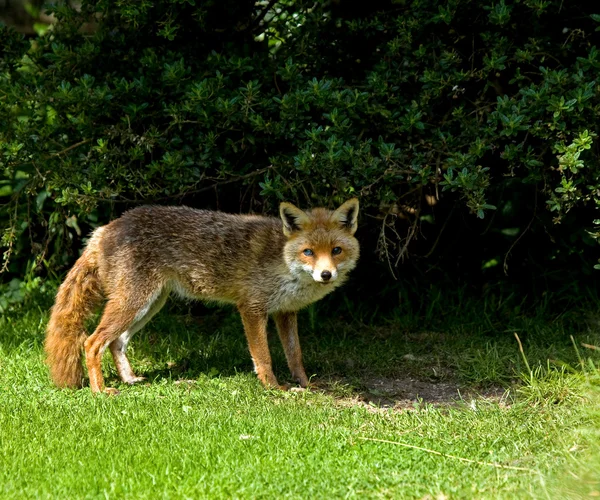 Gamla blinda fox — Stockfoto