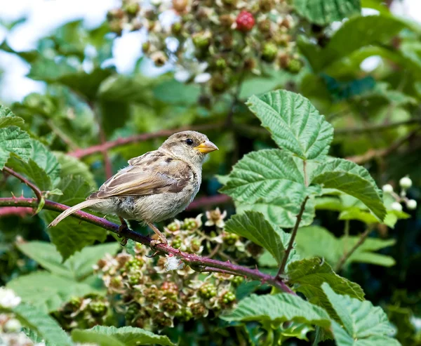 House Sparrow — Stock Photo, Image