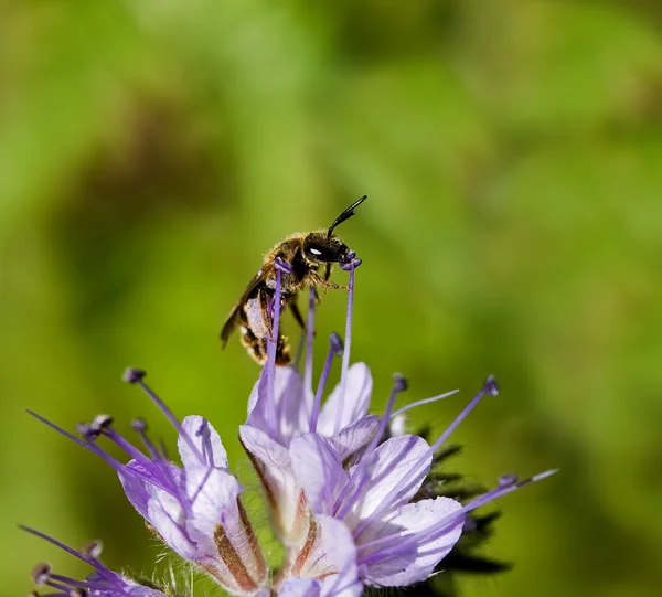 Včela na makro květina phacelia — Stock fotografie