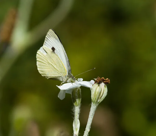 Duży biały motyl — Zdjęcie stockowe