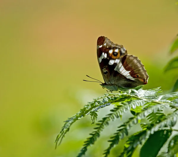 Fialový motýl císaře — Stock fotografie