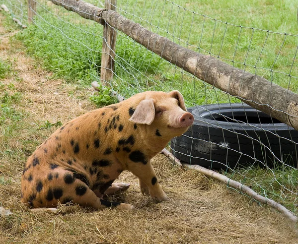 Cerdo feliz —  Fotos de Stock