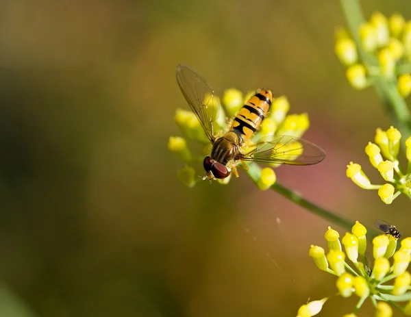Hoverfly sur macro fenouil — Photo