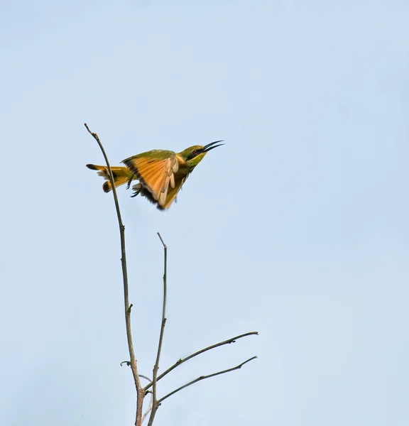Poco Bee-eater tomando vuelo —  Fotos de Stock