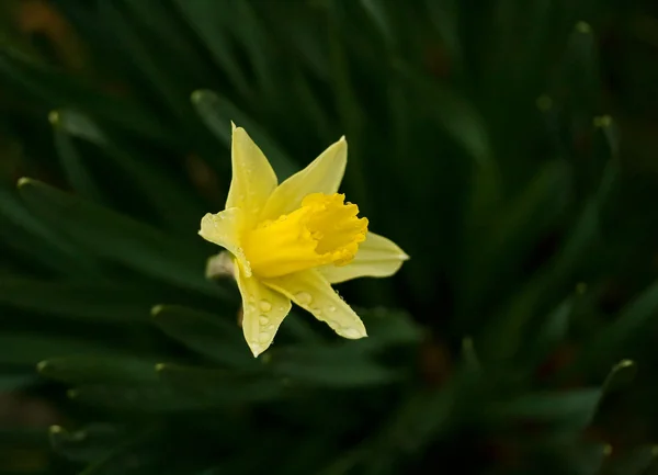 Żółty wiosenny Narcyz i liści — Zdjęcie stockowe