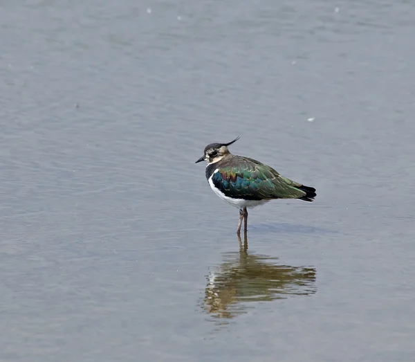 Lapwing settentrionale — Foto Stock