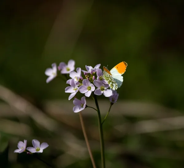 Papillon à pointe orange — Photo