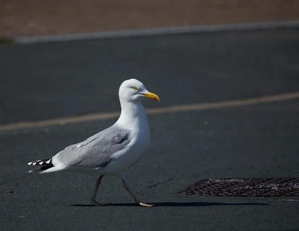 Seagull crossing road — Stock Photo, Image
