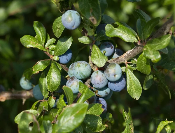 슬로우 열매 — 스톡 사진