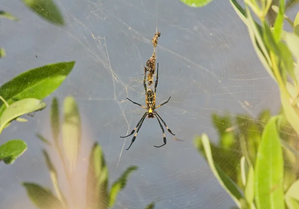 Örümcek web — Stok fotoğraf