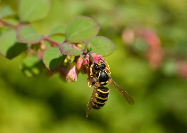 Wasp op roze bloem — Stockfoto