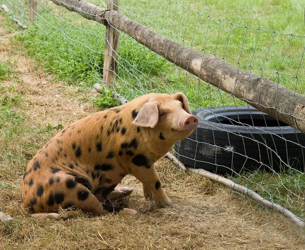 Щасливі свині Стокове Фото