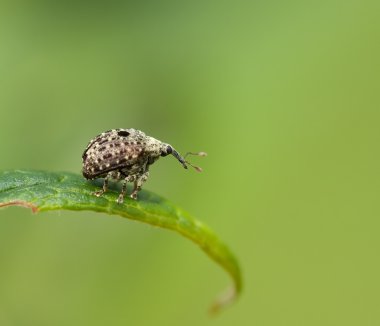 Weevil Cionus hortulanus macro clipart