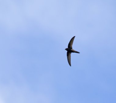 Common Swift against sky clipart