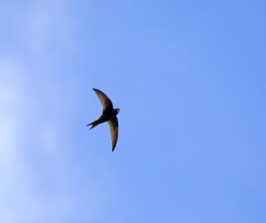 Common Swift and cloud clipart