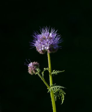 Phacelia tanacetifolia clipart