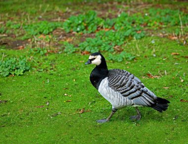 Barnacle Goose clipart