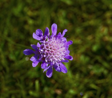 Devil's Bit Scabious kır çiçeği