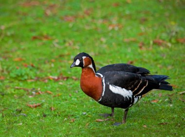 Red-breasted Goose clipart