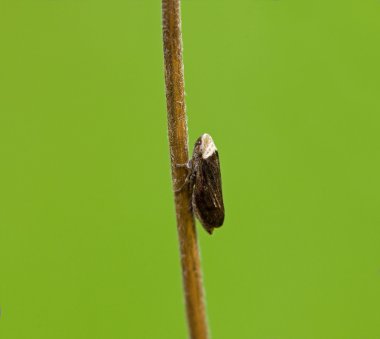 ortak froghopper makro