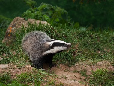 Badger Cub watching clipart