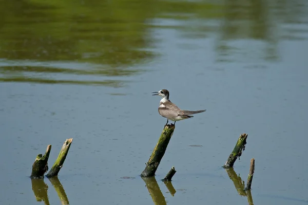 Black Tern — Stock Photo, Image