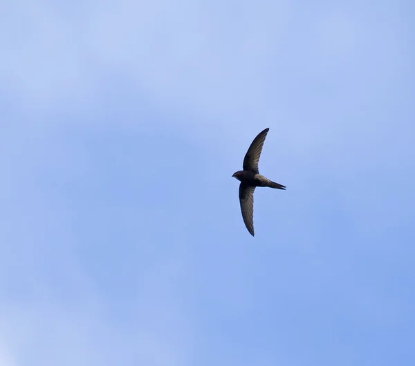 Swift común contra el cielo —  Fotos de Stock