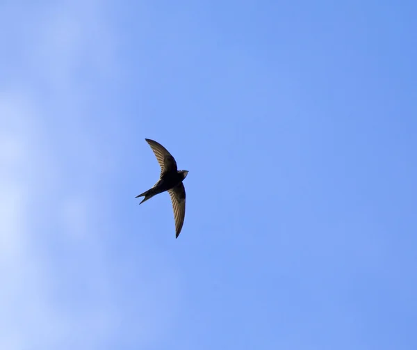 Swift común y nube — Foto de Stock