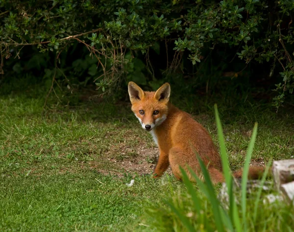 Fuchsjunge sitzend — Stockfoto