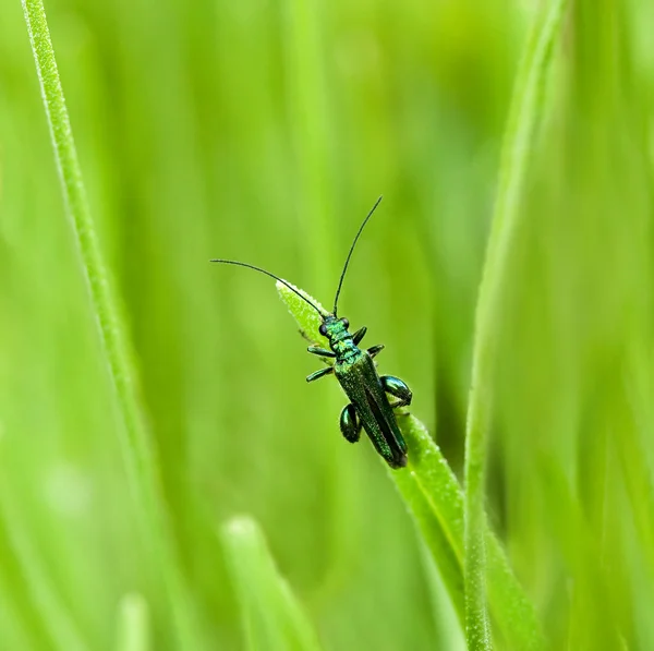 Erkek oedemera nobilis böcek makro — Stok fotoğraf
