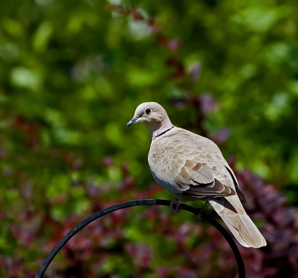 襟付き鳩 — ストック写真