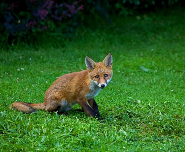 Red Fox Cub — Stock Photo, Image