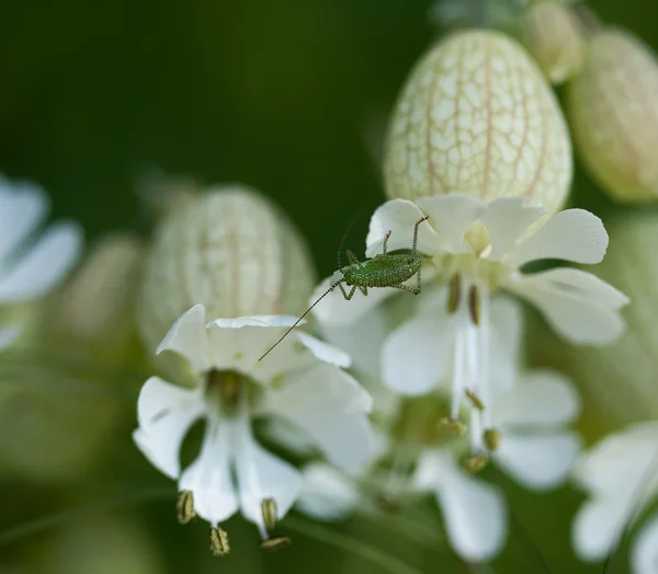 Young Speckled Bush Cricket on Bladder Campion — Stock Photo, Image