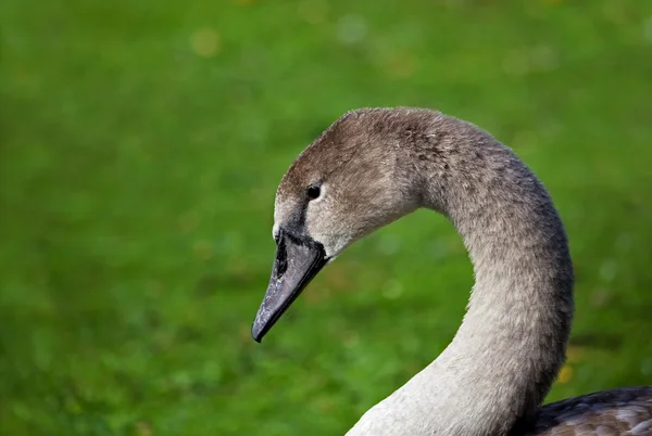 Young Mute Swan Cygnet head shot — Stock Photo, Image
