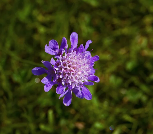 Devil 's Bit Scabious flor selvagem — Fotografia de Stock