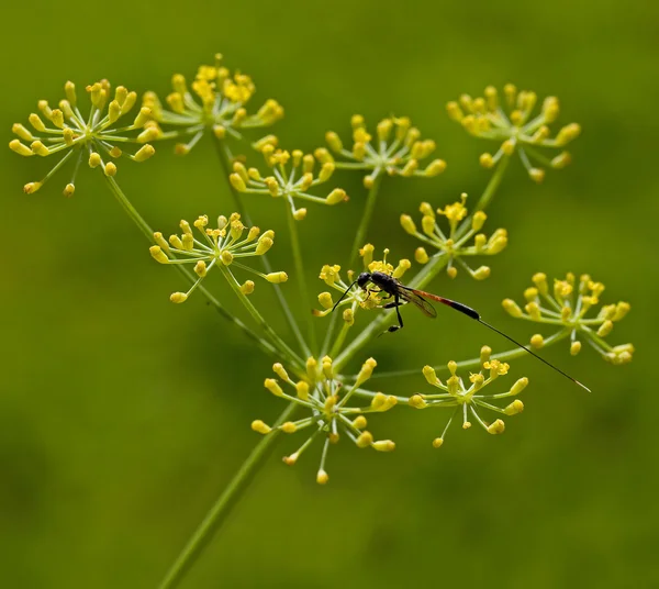 Insektengasteruption — Stockfoto